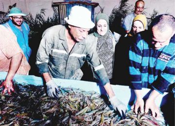  علوم بحار الإسكندرية يبدأ حصاد الجمبرى المزروع على مياه الآبار المالحة