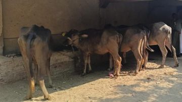 بعد حملات التحصين.. نقيب الفلاحين يكشف حقيقة تفشي أمراض بين الماشية