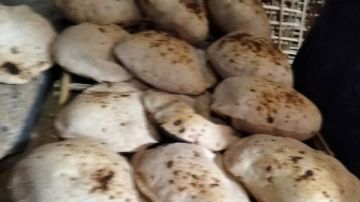 حملة تموينية موسعة على المخابز بالقليوبية