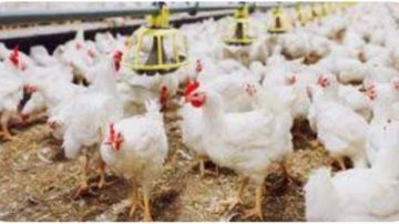 أسعار الدواجن والبيض بأسواق الوادي الجديد أسعار الدواجن والبيض بأسواق الوادي الجديد