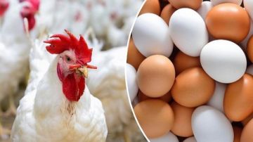 البيض مستقر.. أسعار الدواجن والطيور اليوم الثلاثاء 11 نوفمبر