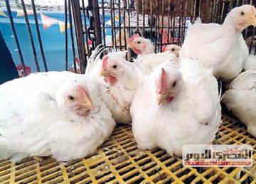 بعد انخفاض سعر الفراخ البيضاء بالمحال والمزرعة.. أسعار الدواجن اليوم الأربعاء 12-11-2025 الآن