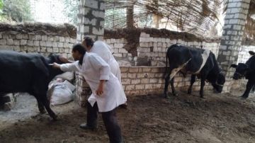 تحصين 68 ألف رأس ماشية ضد الحمى القلاعية والوادي المتصدع بالمنيا