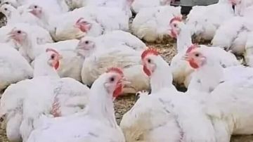 رئيس شعبة الثروة الداجنة يكشف سبب عدم شعور المواطن بانخفاض سعر الدواجن رئيس شعبة الثروة الداجنة يكشف سبب عدم شعور المواطن بانخفاض سعر الدواجن