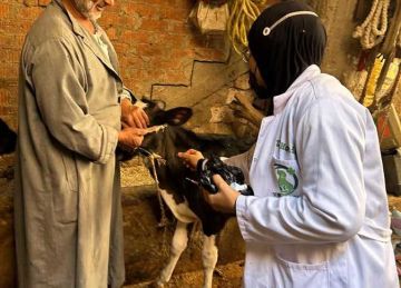 الزراعة : اللحوم المطروحة في الأسواق آمنة تماما.. ولا إصابات جديدة بالحمى القلاعية الزراعة : اللحوم المطروحة في الأسواق آمنة تماما.. ولا إصابات جديدة بالحمى القلاعية