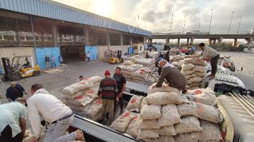 الزراعة تبدأ تسليم تقاوي البطاطس للمزارعين بأولوية الحجز