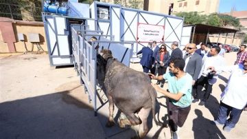 لأول مرة في مصر.. افتتاح أول مجزر متنقل بصناعة محلية بالكامل لأول مرة في مصر.. افتتاح أول مجزر متنقل بصناعة محلية بالكامل