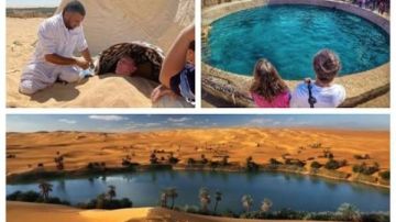 متحدث الصحة: مصر تمتلك مقومات عالمية لتصبح مركزا رائدا في السياحة العلاجية متحدث الصحة: مصر تمتلك مقومات عالمية لتصبح مركزا رائدا في السياحة العلاجية