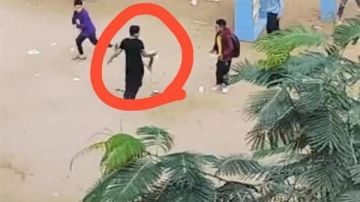 بسبب قطة ميته.. فصل 4 طلاب ومجازاة مدير مدرسة و3 مسئولين بالجيزة