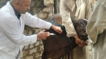 حملات تحصين الماشية درع حماية الثروة الحيوانية فى مواجهة الأمراض الموسمية
