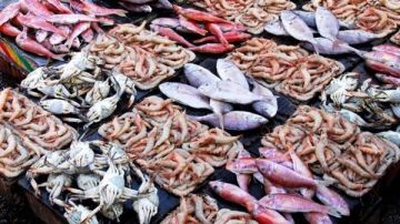 البلطي بـ 100 جنيه للكيلو.. أسعار الأسماك اليوم بسوق العبور البلطي بـ 100 جنيه للكيلو.. أسعار الأسماك اليوم بسوق العبور