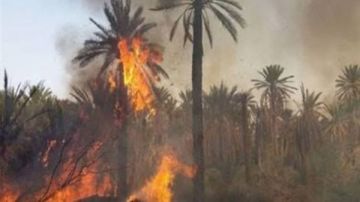 السيطرة على حريق شب فى عدد من النخيل ببنها