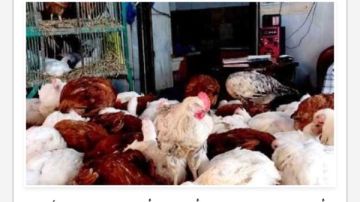 أسعار الدواجن في أسواق أسوان اليوم الأربعاء 5-11-2025