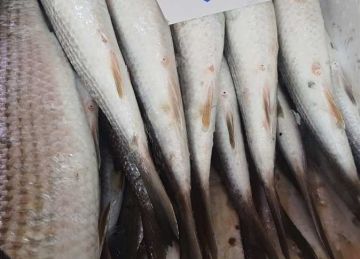 البوري بـ220 جنيها.. أسعار الأسماك بسوق العبور اليوم الخميس البوري بـ220 جنيها.. أسعار الأسماك بسوق العبور اليوم الخميس