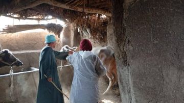 القليوبية.. حملة تقصي للحمى القلاعية والوادي المتصدع بشبين القناطر القليوبية.. حملة تقصي للحمى القلاعية والوادي المتصدع بشبين القناطر