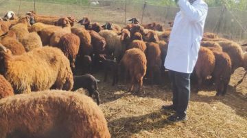 بيطري الغربية: الكشف وتقديم العلاج لـ 416 حيوانا وماشية و2500 طائر بيطري الغربية: الكشف وتقديم العلاج لـ 416 حيوانا وماشية و2500 طائر