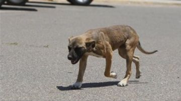 تعرض 9 أشخاص لعقر كلب ضال فى أسوان