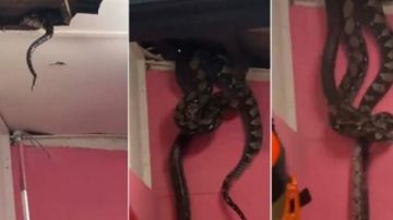 ثعبان 55 كيلو يقتحم سقف منزل بماليزيا.. لحظات وثقتها الكاميرات