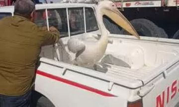 البيئة تعلن انتهاء حملة موسعة لحصر وجمع طيور البجع بطريق السخنة