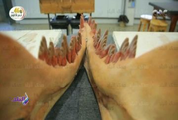 ديناصورات وحيتان ومفترسون معرض ينتظره المتحف الكبير لاكتشافات حيوانات ما قبل التاريخ.. ومدير المشروع يتحدث لـ صدى البلد