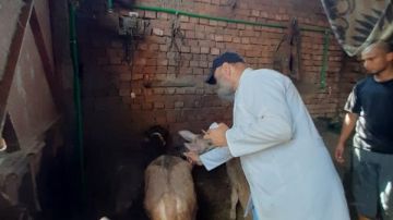 الدقهلية: تحصين 230 ألف رأس ماشية ضد الحمى القلاعية