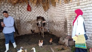 بيطري سوهاج يواصل المعركة ضد الأوبئة.. تحصين أكثر من 100 ألف رأس ماشية في حملة موسعة