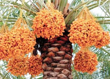 ١٢٠ عارضا من ١١ دولة عربية وأجنبية فى المهرجان الدولى الثامن للتمور المصرية بالواحات البحرية غدا ١٢٠ عارضا من ١١ دولة عربية وأجنبية فى المهرجان الدولى الثامن للتمور المصرية بالواحات البحرية غدا