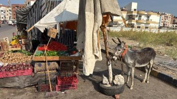 رئيس حي شمال الغردقة يضبط عربة كارو مخالفة وتروسيكل