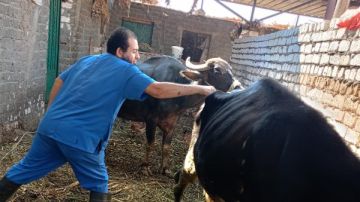 محافظ أسيوط: تحصين 67277 رأس ماشية ضد الحمى القلاعية والوادي المتصدع محافظ أسيوط: تحصين 67277 رأس ماشية ضد الحمى القلاعية والوادي المتصدع