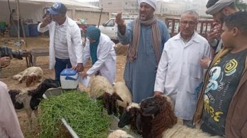 الزراعة تعلن تحصين 6.5 مليون رأس ماشية ضد الحمى القلاعية والوادي المتصدع