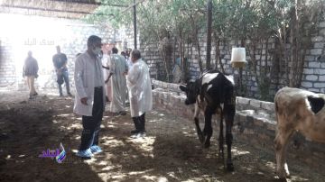 الهيئة العامة للخدمات البيطرية: لدينا خطة شاملة لتأمين أسواق الماشية تفاصيل