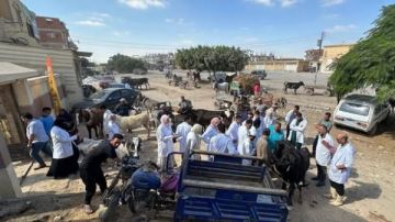 جامعة مطروح تنظم قوافل بيطرية مجانية لخدمة أهالي قرى المحافظة