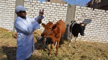 وزير الزراعة: تحصين أكثر من 1.2 مليون رأس ضد الحمى القلاعية والوادي المتصدع وزير الزراعة: تحصين أكثر من 1.2 مليون رأس ضد الحمى القلاعية والوادي المتصدع