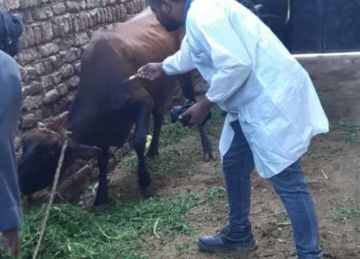 الطب البيطرى بالأقصر: المحافظة خالية من الحمى القلاعية ولم نسجل أية حالة مرضية الطب البيطرى بالأقصر: المحافظة خالية من الحمى القلاعية ولم نسجل أية حالة مرضية