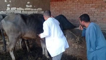 بيطري القليوبية يواصل تنفيذ الحملة القومية للتحصين ضد الحمى القلاعية والوادي المتصدع بيطري القليوبية يواصل تنفيذ الحملة القومية للتحصين ضد الحمى القلاعية والوادي المتصدع