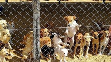 البيطريين: لا يوجد 40 مليون كلب ضال بشوارع مصر.. التوازن البيئي لا يتحمل