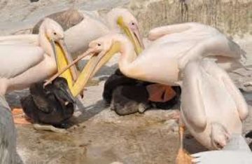 بعد رصد ظهورها داخل عدد من المحال.. حملة موسعة لحصر البجع بطريق السخنة بعد رصد ظهورها داخل عدد من المحال.. حملة موسعة لحصر البجع بطريق السخنة