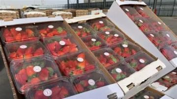 بين فائض الإنتاج وغياب التعاقدات.. نقيب الفلاحين يوضح أسباب أزمة الفراولة بين فائض الإنتاج وغياب التعاقدات.. نقيب الفلاحين يوضح أسباب أزمة الفراولة