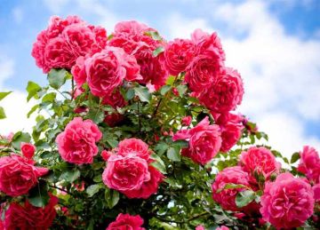 لم يكن للعشاق.. قصة عيد الحب المصري (متى بدأ؟)