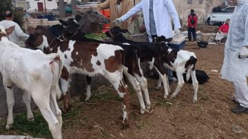 متحور جديد بين الماشية.. وتحرك عاجل من الزراعة للسيطرة عليه متحور جديد بين الماشية.. وتحرك عاجل من الزراعة للسيطرة عليه