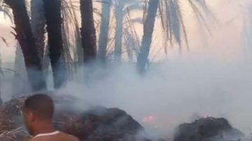 الأقصر .. حريق يلتهم نخيلا في قرية المساوية بإسنا