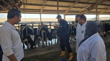 الخدمات البيطرية: 2.2 مليون رأس ماشية محصنة حتى الآن ضمن الحمى القلاعية