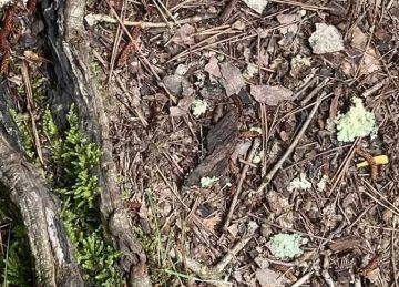  1 بس عرفوا يحلوا اللغز .. اعثر على العنكبوت المخفي