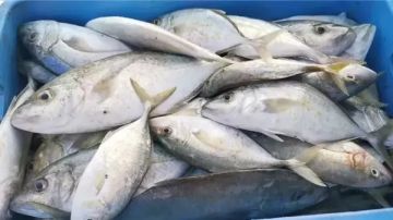 أسعار الأسماك والمأكولات البحرية اليوم السبت 8 نوفمبر 2025