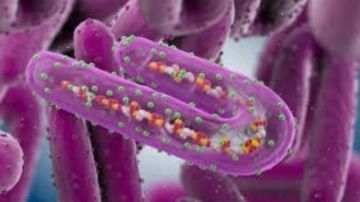 نشرة المرأة والمنوعات سبب وفاة هبة الزياد بشكل مفاجئ.. كيف يعمل فيروس ماربورج داخل الجسم؟