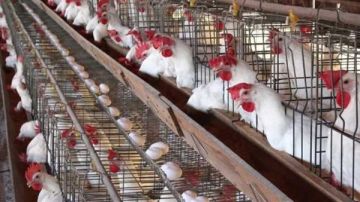 أسعار الدواجن والبيض بأسواق الوادي الجديد