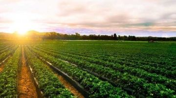 ضخ 600 ألف طن ..الزراعة تكشف أسرار قفزة الصادرات