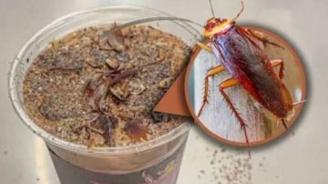 لجذب الزوار.. متحف الحشرات في بكين يطلق قهوة الصراصير ووجبة الديدان