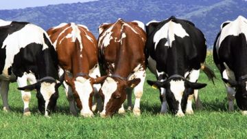 الخدمات البيطرية: الحمى القلاعية لا تؤثر على اللحوم ولن تصل للمستهلك الخدمات البيطرية: الحمى القلاعية لا تؤثر على اللحوم ولن تصل للمستهلك