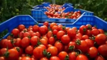 الطماطم بـ 3 جنيهات.. شعبة الخضروات تفجر مفاجأة عن الأسعار